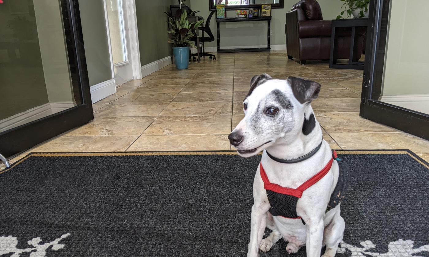 Rossi sitting in the doorway of the pet-friendly Quality Inn Historic Downtown in St. Augustine