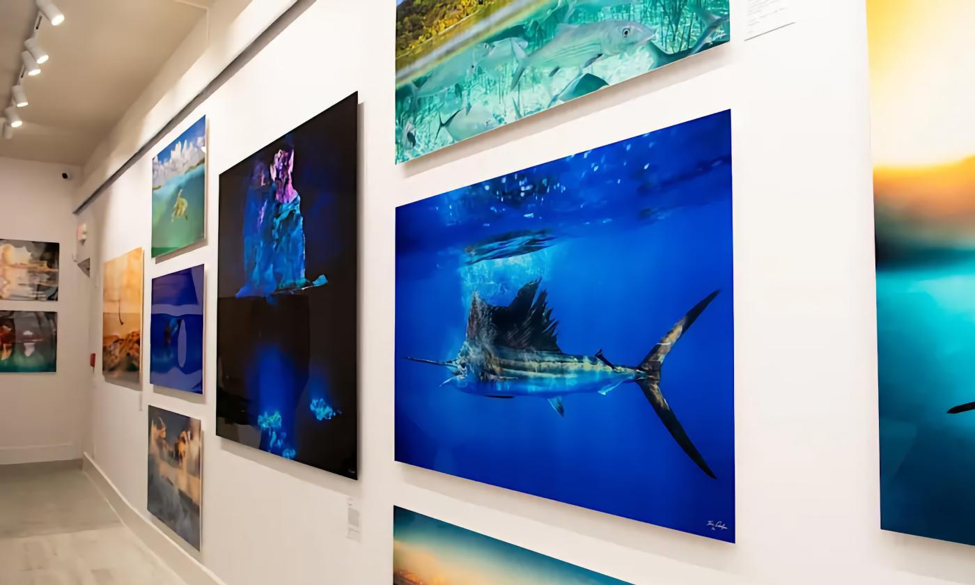 Intensely colored photos of life under the ocean and on the beach