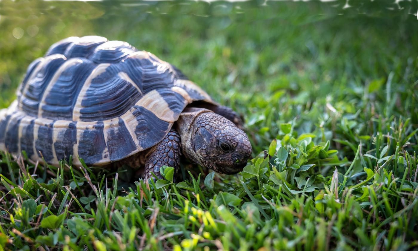 A small tortois on a green lawn