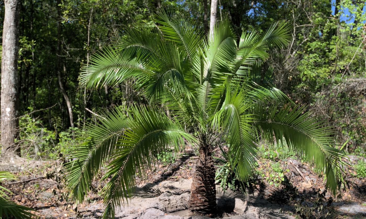 A indian cliff date palm growing at St. Johns Botanical Garden