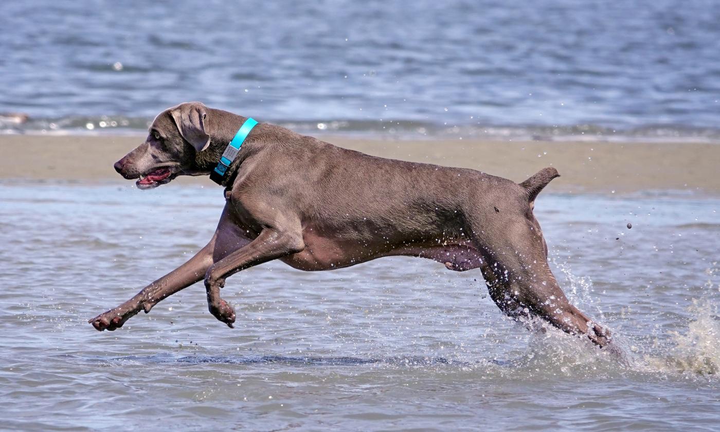 Local dog Arlo, running the water along the beach