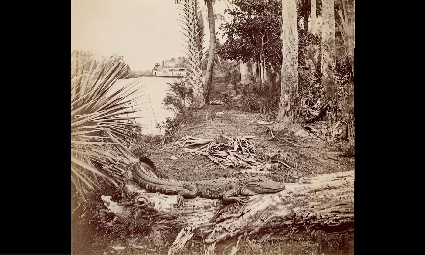 A photo of an aligator on a log, taken by Hugo Meyer in the 1800s