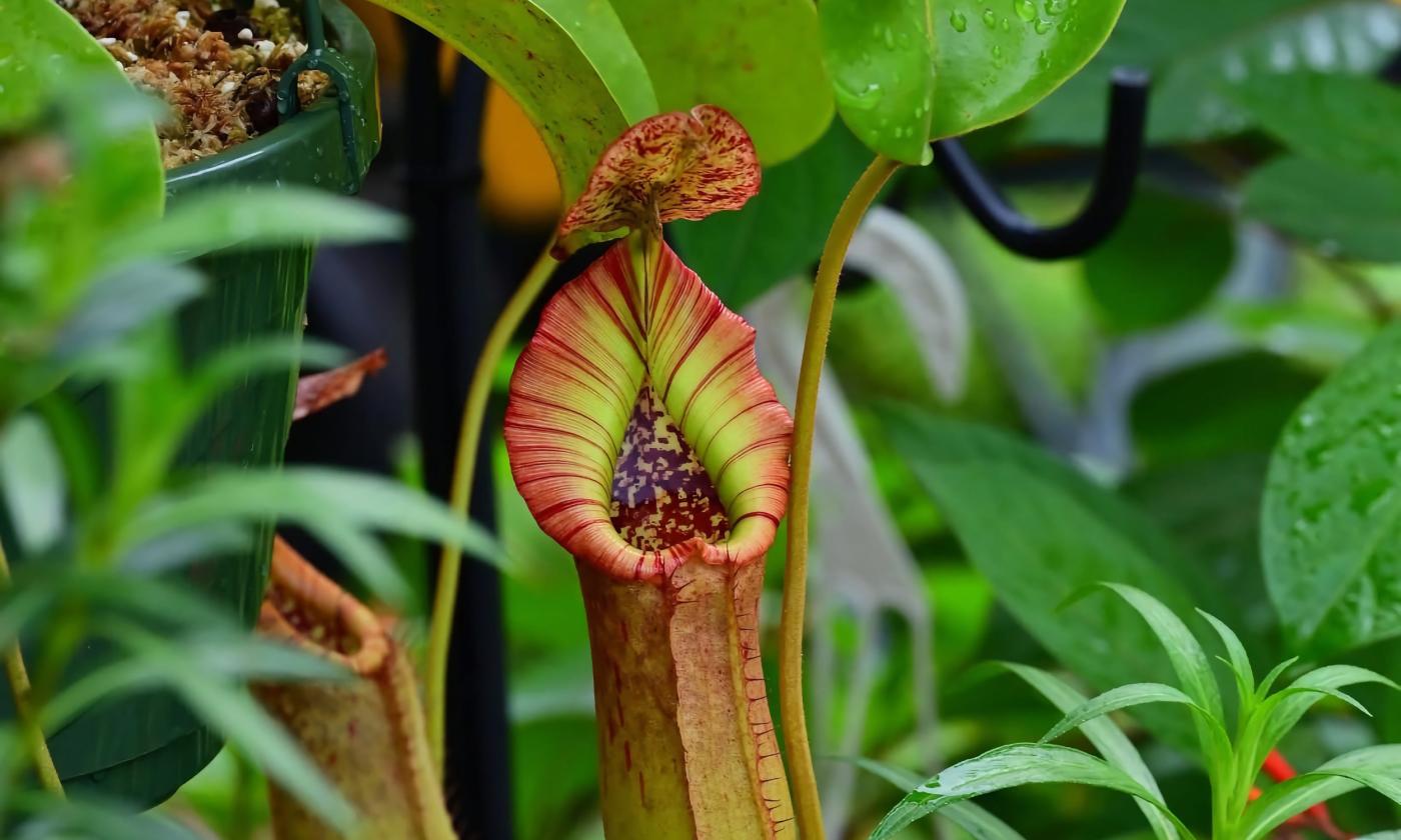 A red and green pitcher plant among greenery