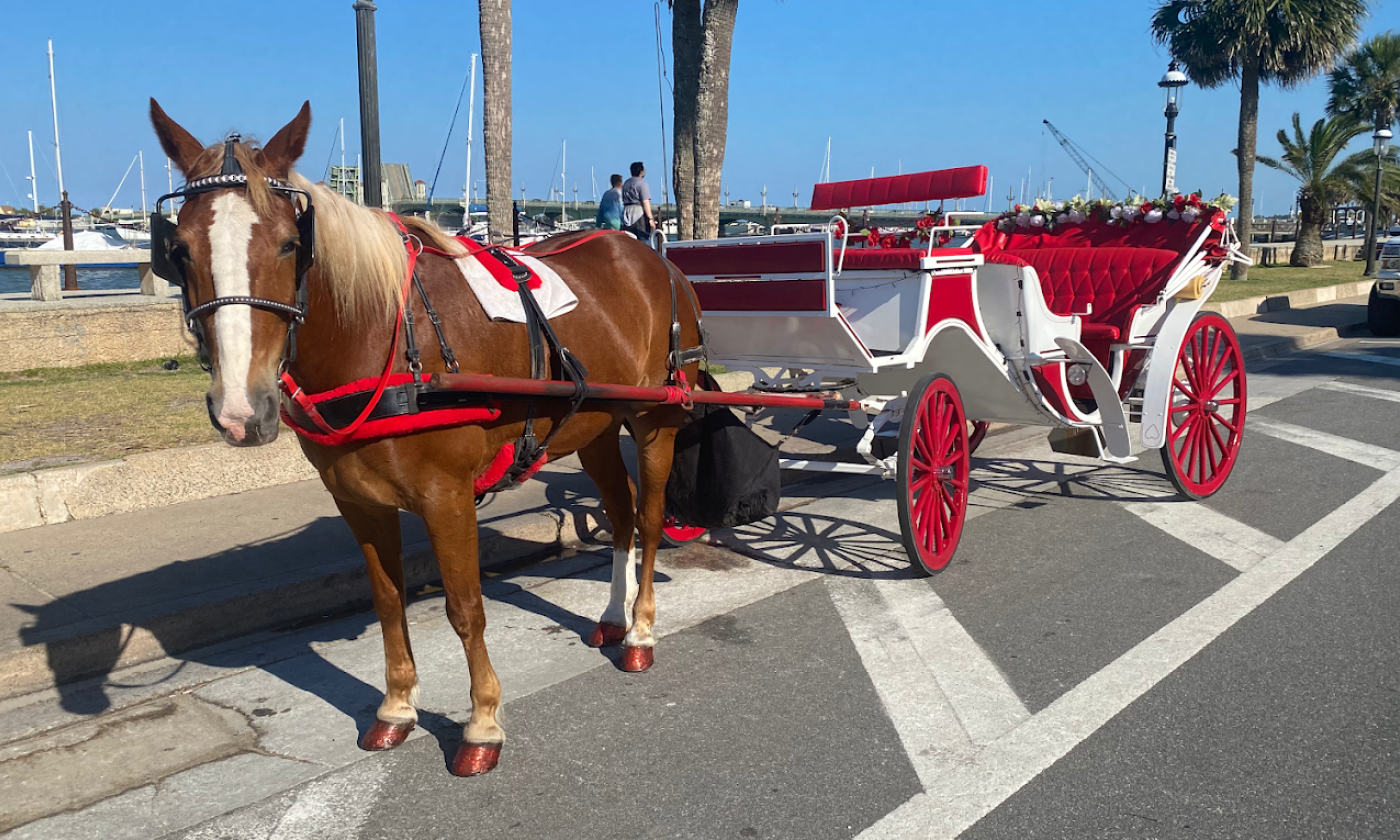 A horse hitched to a white carriage with deep red wheels and cushions