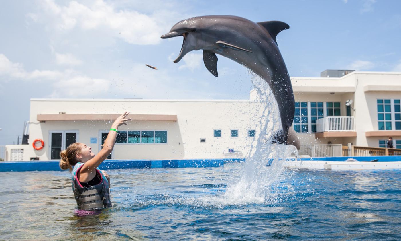 st augustine dolphin tour