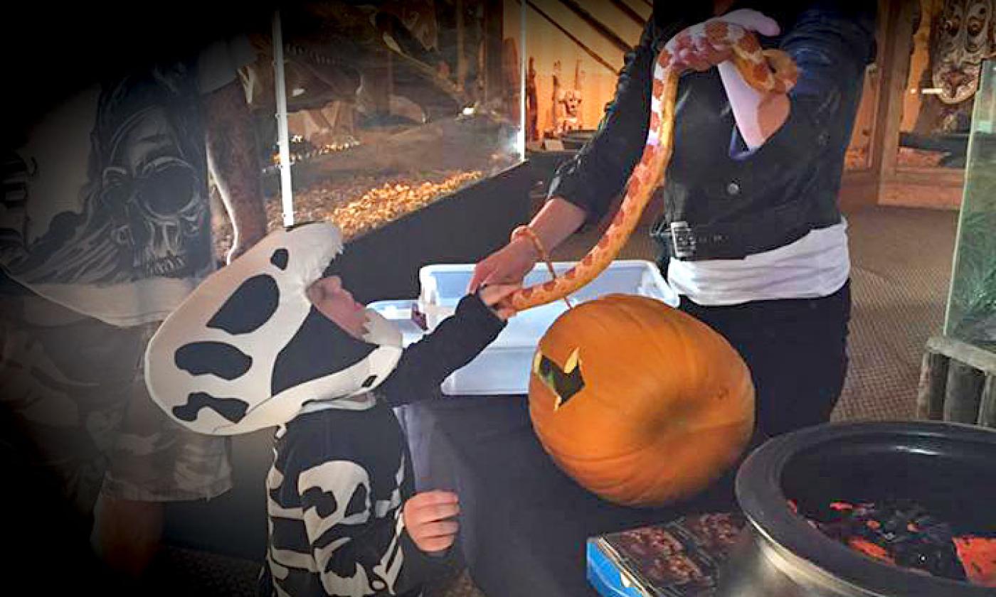 The St. Augustine Alligator Farm will host three evenings of trick-or-treating Oct. 22–24, 2021.