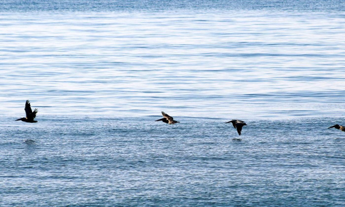 Anastasia State Park volunteers will lead a nature walk to discover the myriad of birds that call the park home Wednesday, Jan. 12, 2022. 