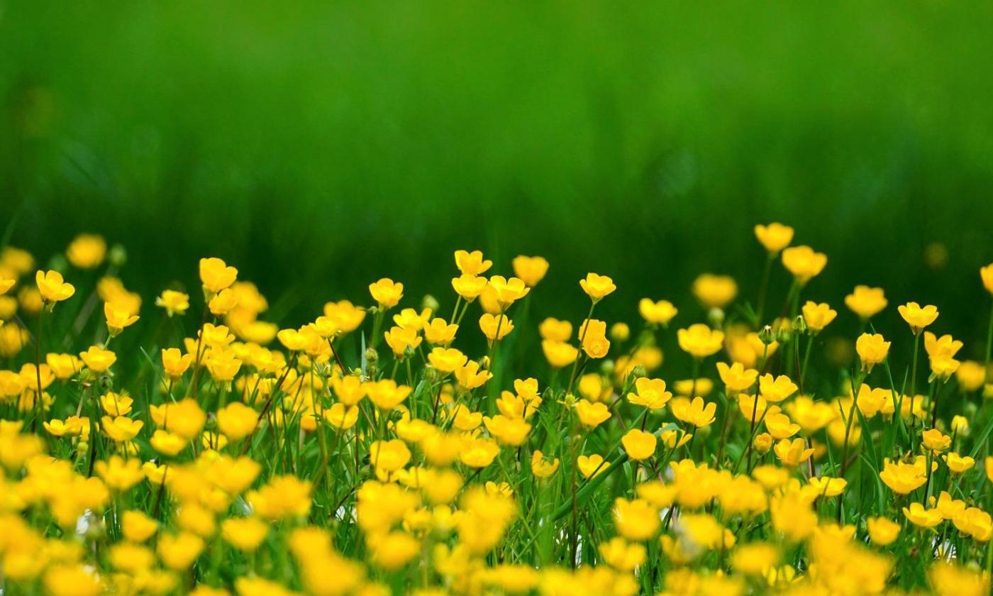 A spring meadow of buttercups.