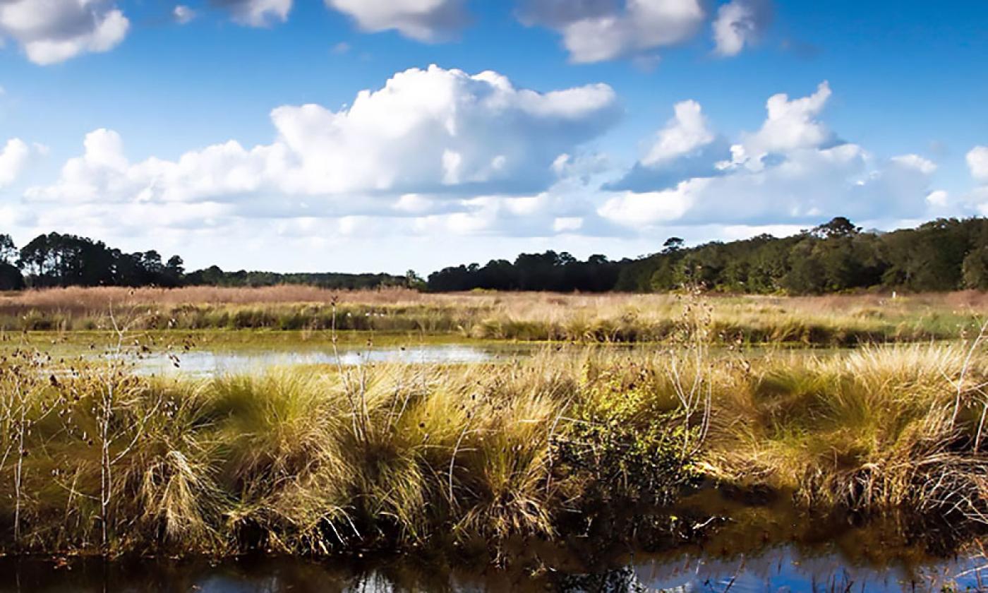Celebrate National Estuaries Week with at this free festival for the whole family at GTM Research Reserve.