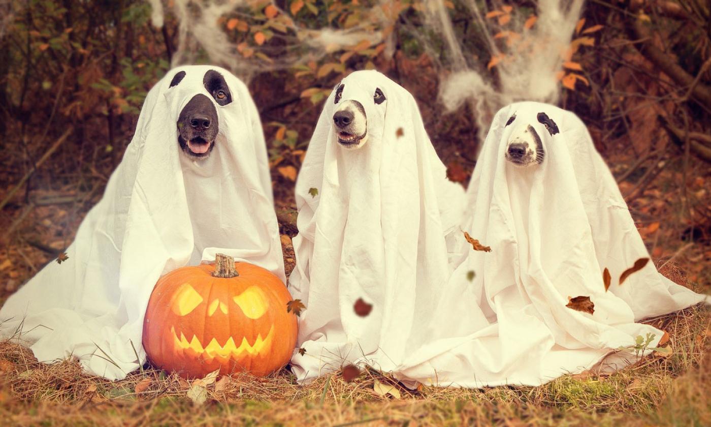Post a photo of your pooch in costume to enter this Facebook Halloween contest.