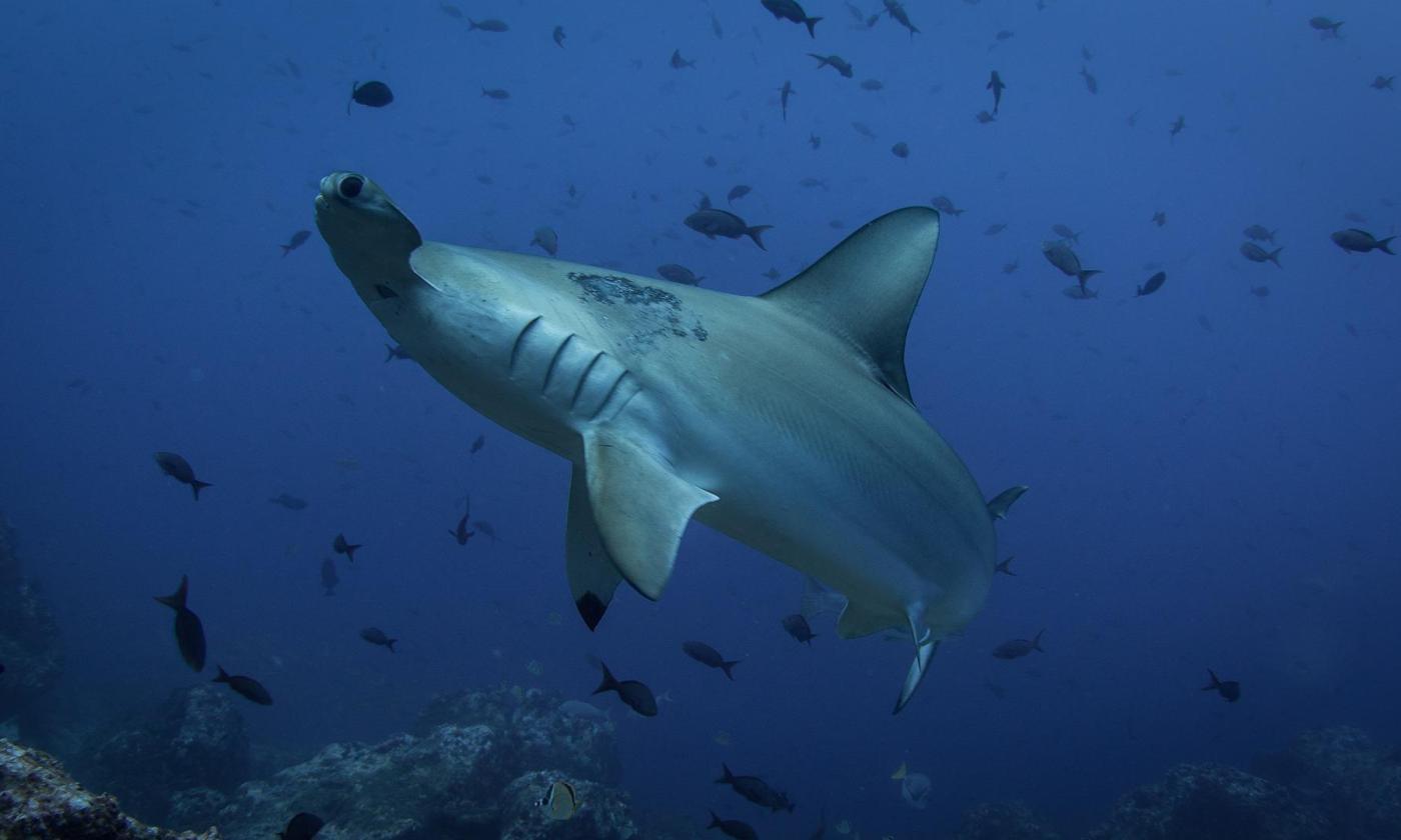 Hammerhead sharks swim off the Northeast coast of Florida.