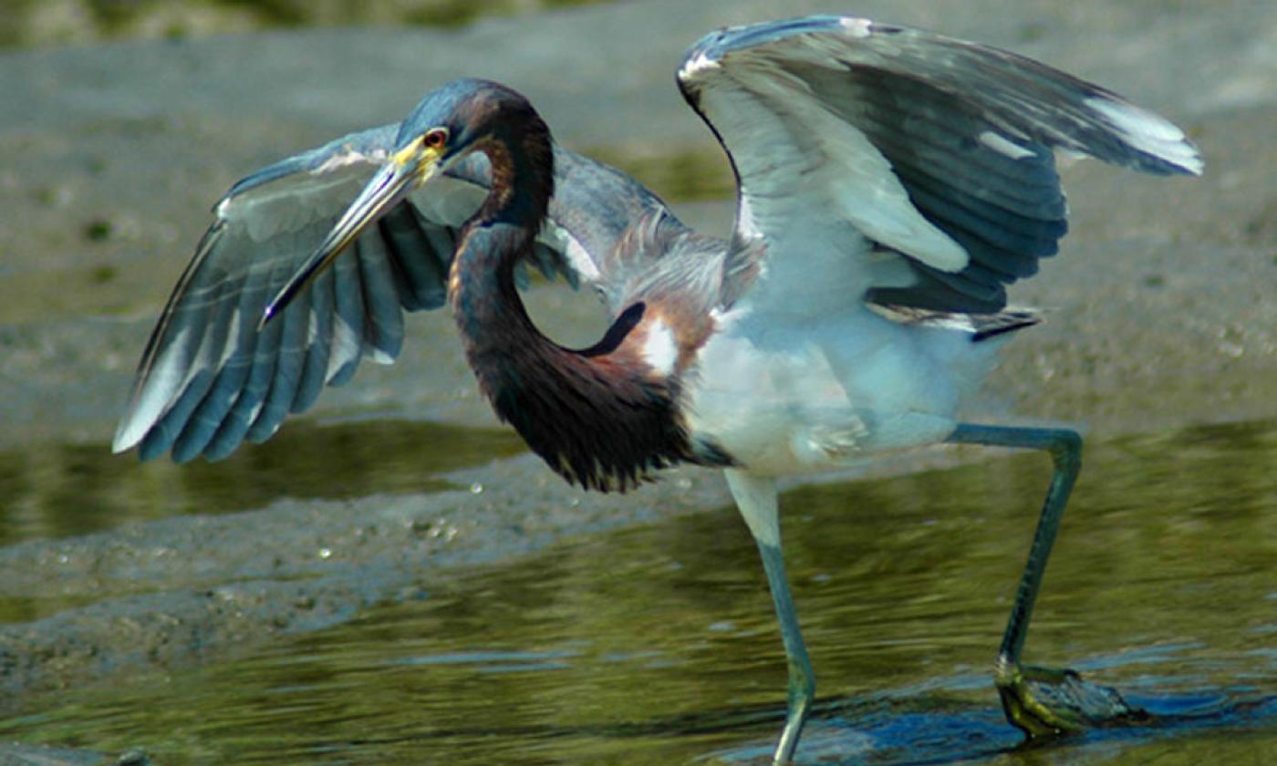 Discover more about the maritime hammocks and estuarine ecosystem along the Anastasia Marsh Trail.