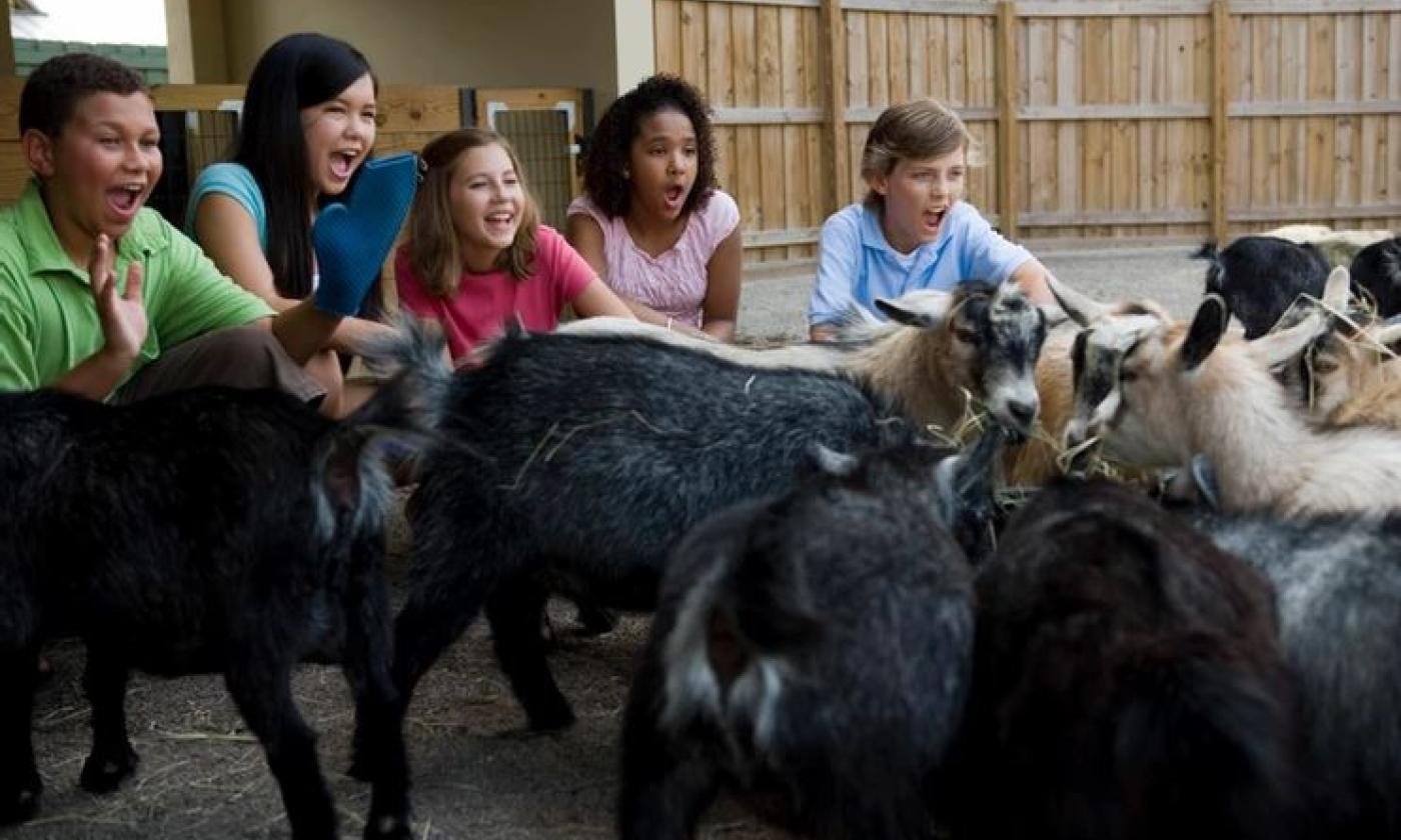 Kids enjoying the petting zoo at the St. Augustine Spring Fling.