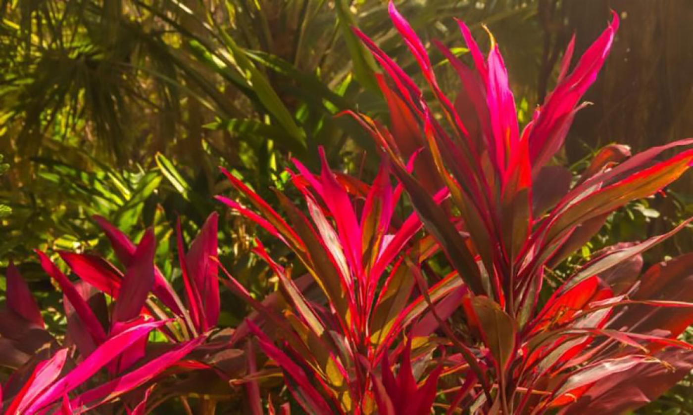 Join park rangers and explore the history and beauty of Washington Oaks Gardens State Park.