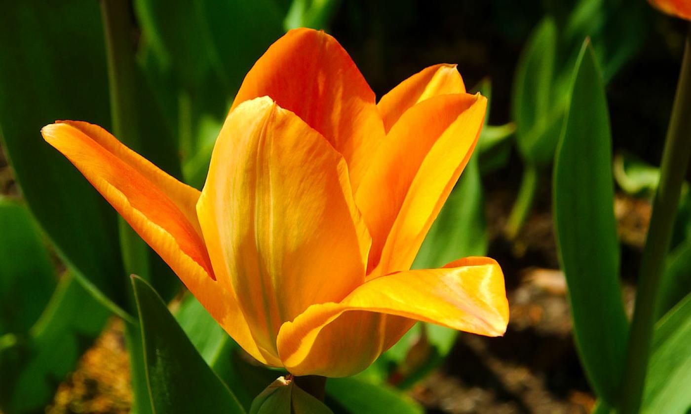 Beautiful flowers to enhance springtime gardens will be for sale.