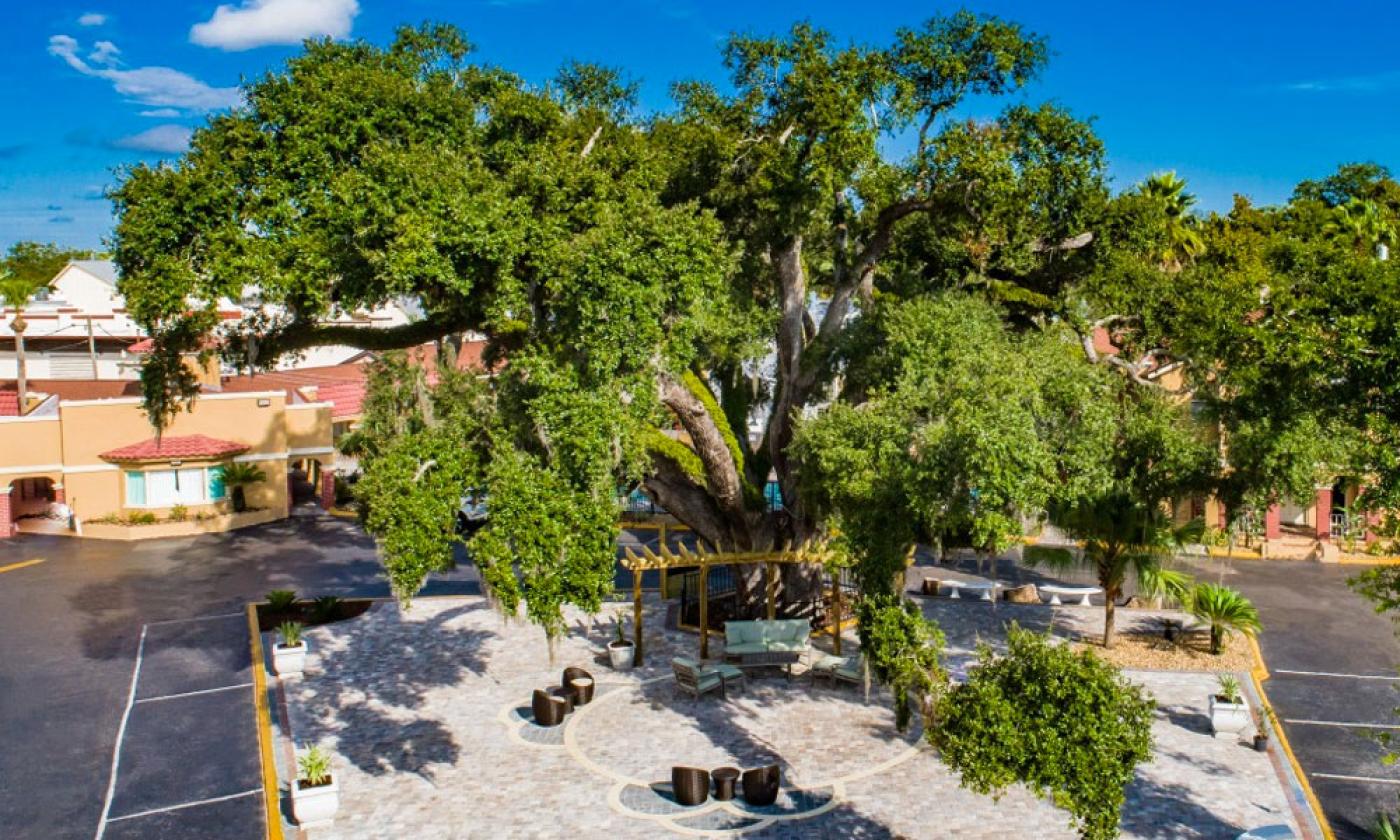 "Old Senator" Live Oak tree, at over 600 years old, this is the oldest resident in St. Augustine.