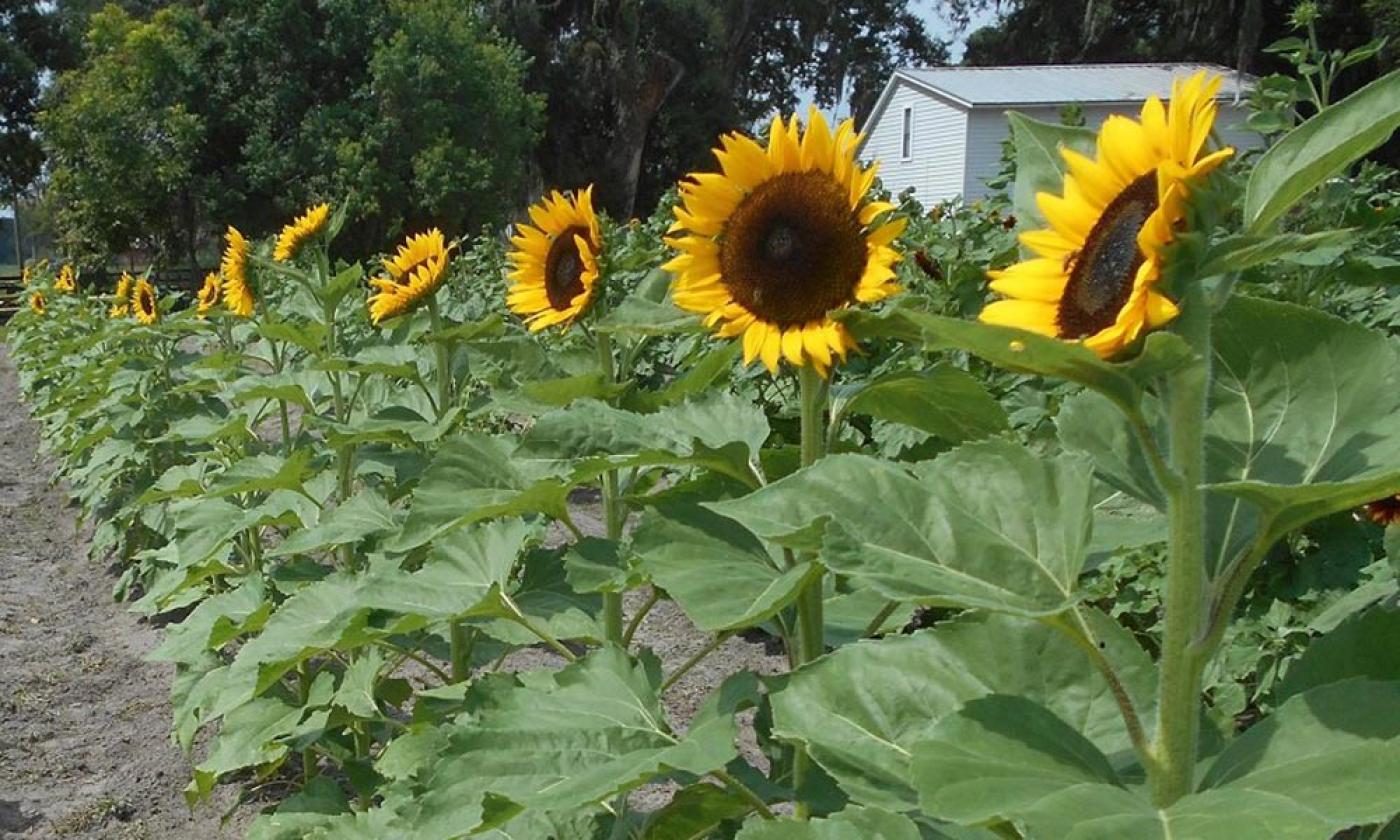 Rype & Readi Farm Market in Elkton, Florida