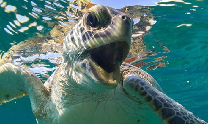 Turtle photography by Ben Hicks