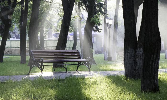 A park bench, in a city park, surrounded by trees, sunlight shining on the area