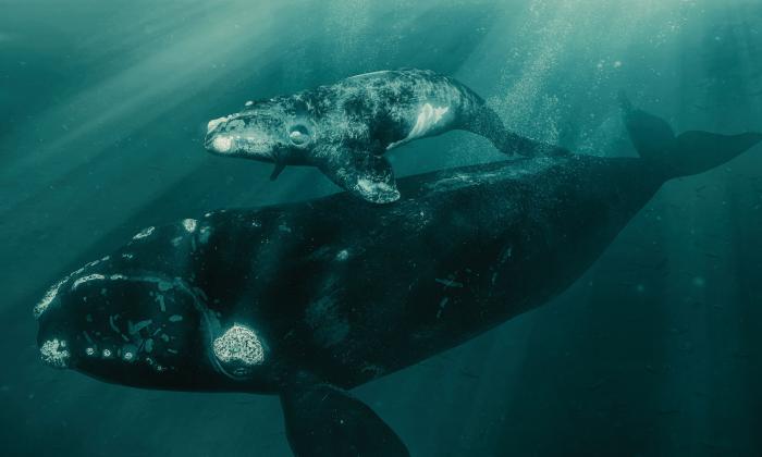 Two whales swimming from the film, "Last of the Right Whales"