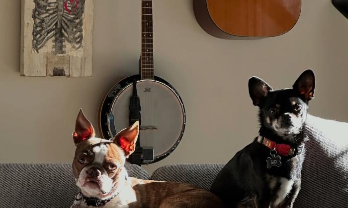 Two dogs, on a sofa in the sun, with acoustic instruments hanging on the wall behind them