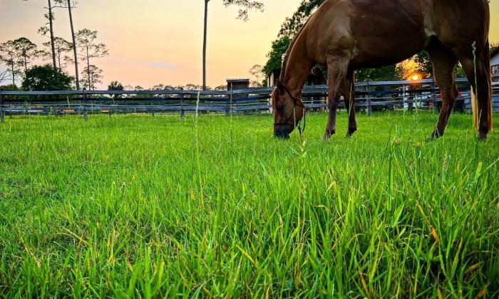 A horse eating grass