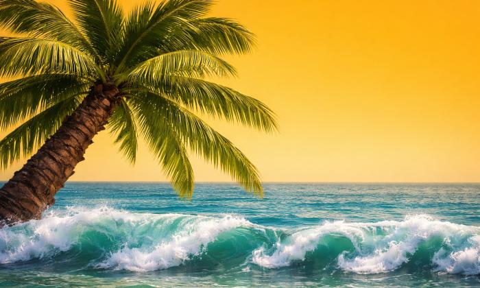 A large palm tree at sunset, leaning over the ocean surf