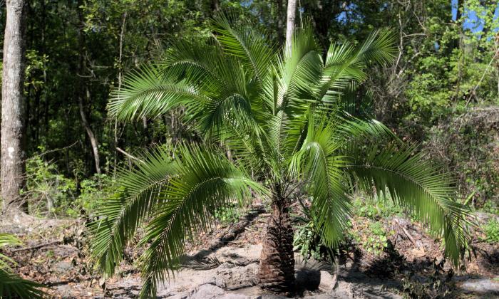 A indian cliff date palm growing at St. Johns Botanical Garden