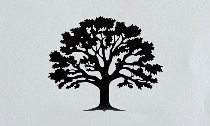 A shadow of a tree