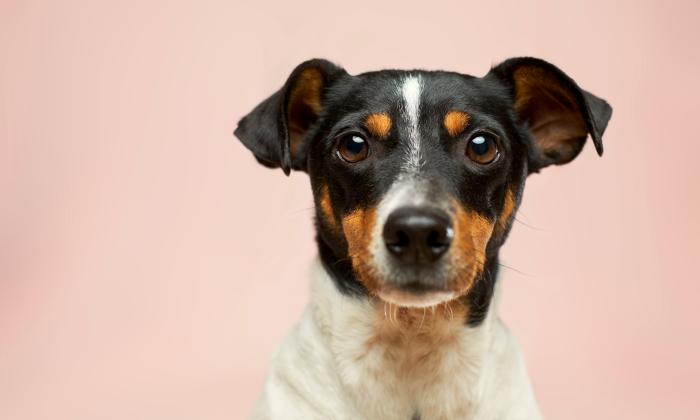 A small dog poses in front of a pink backdrop.