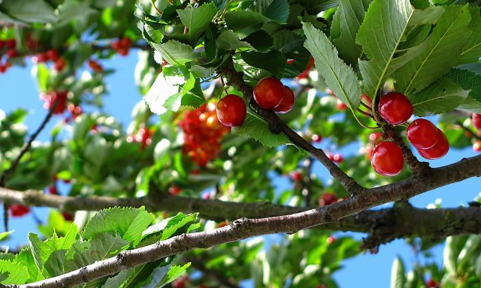 Ripe cherries on a tree under blue skies