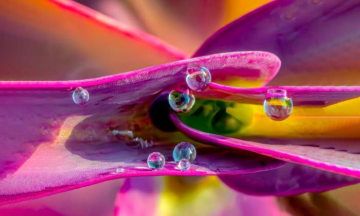 Several dewdrops scattered on a bright pink plant
