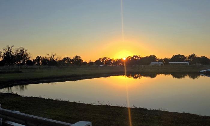 The grounds at Olive Land Farms