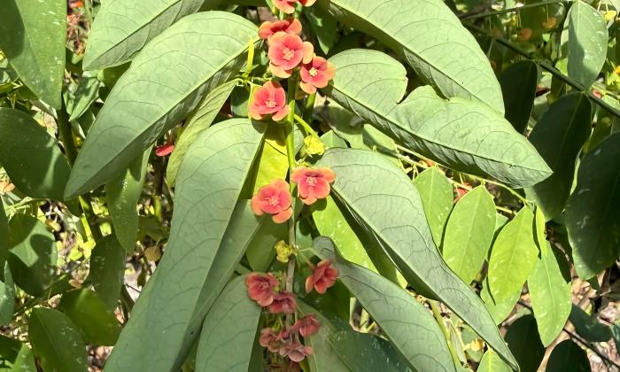 A large-leaf flowering plant with small red blossons