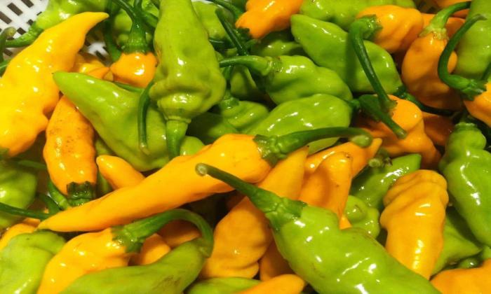 Datil peppers in St. Augustine