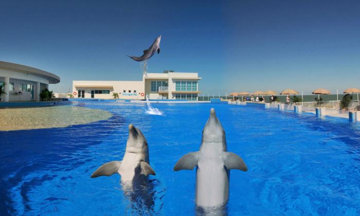A coupon for Marineland Dolphin Adventure