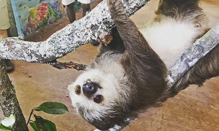 One of the two Hoffman's two-toed sloths that will live in a brand-new rainforest habitat and exhibit at the St. Augustine Alligator Farm.