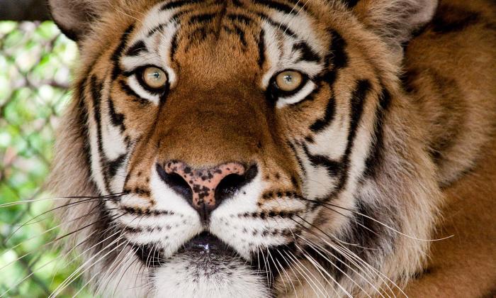 A close-up photo of a tiger at a wild animal reserve