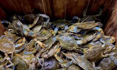 A pile of blue crabs