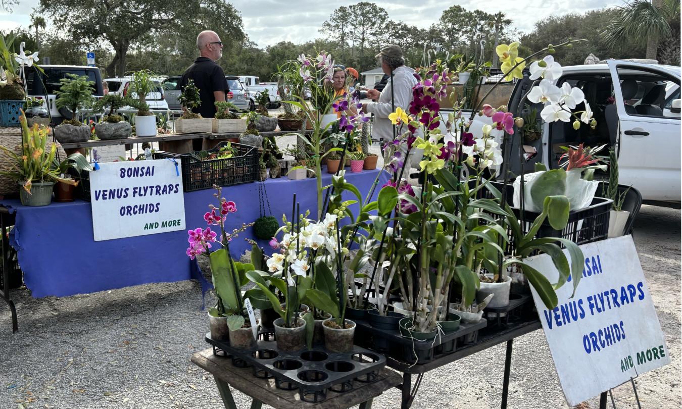 An assortment of plants on sell