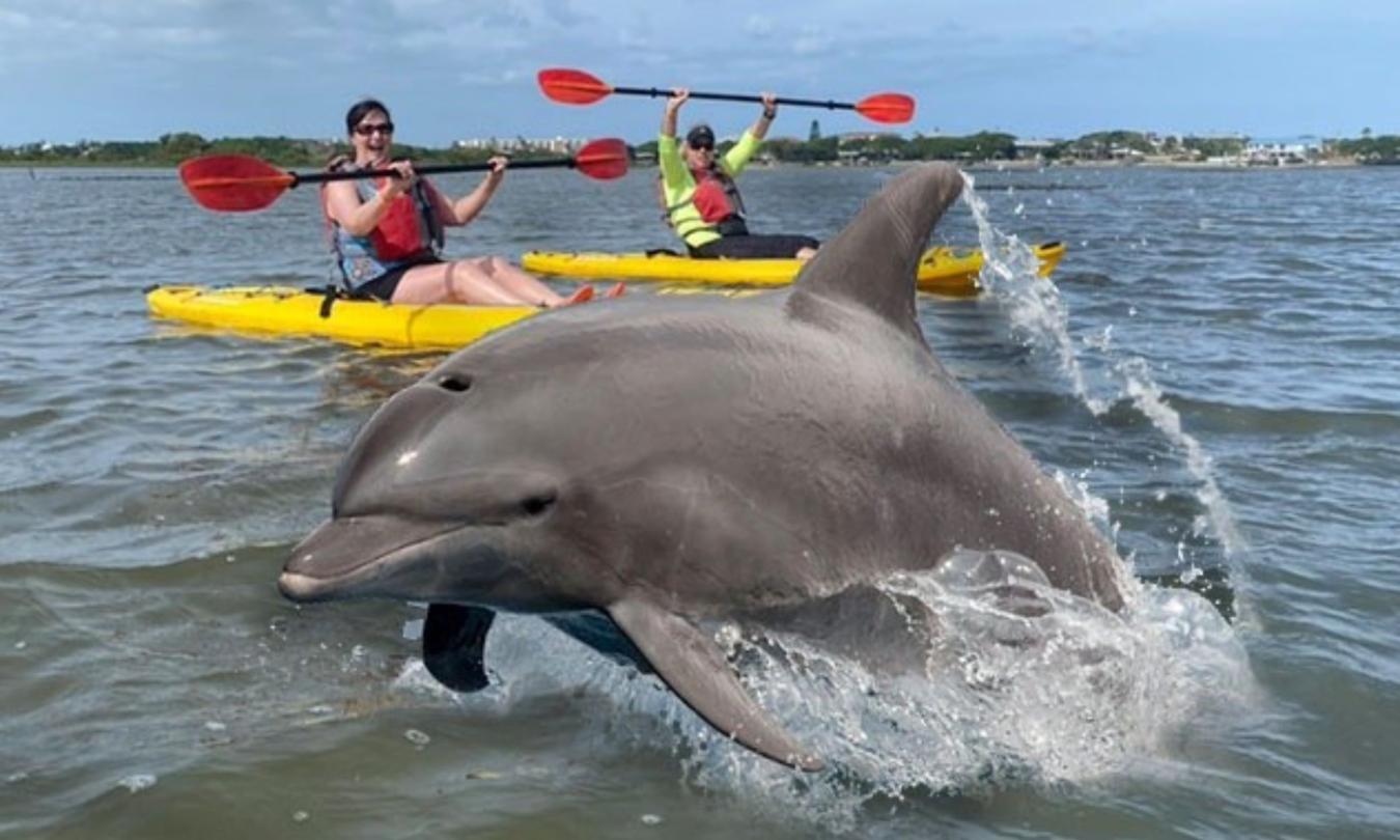 Kayakers paddling by a playful dolphin