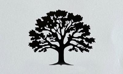 A shadow of a tree