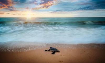 A sea turtle enjoys Mickler Beach in Ponte Vedra.