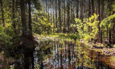 A view along the trail at Twelve Mile Swamp in St. Augustine; photo taken by Brian Hunter.