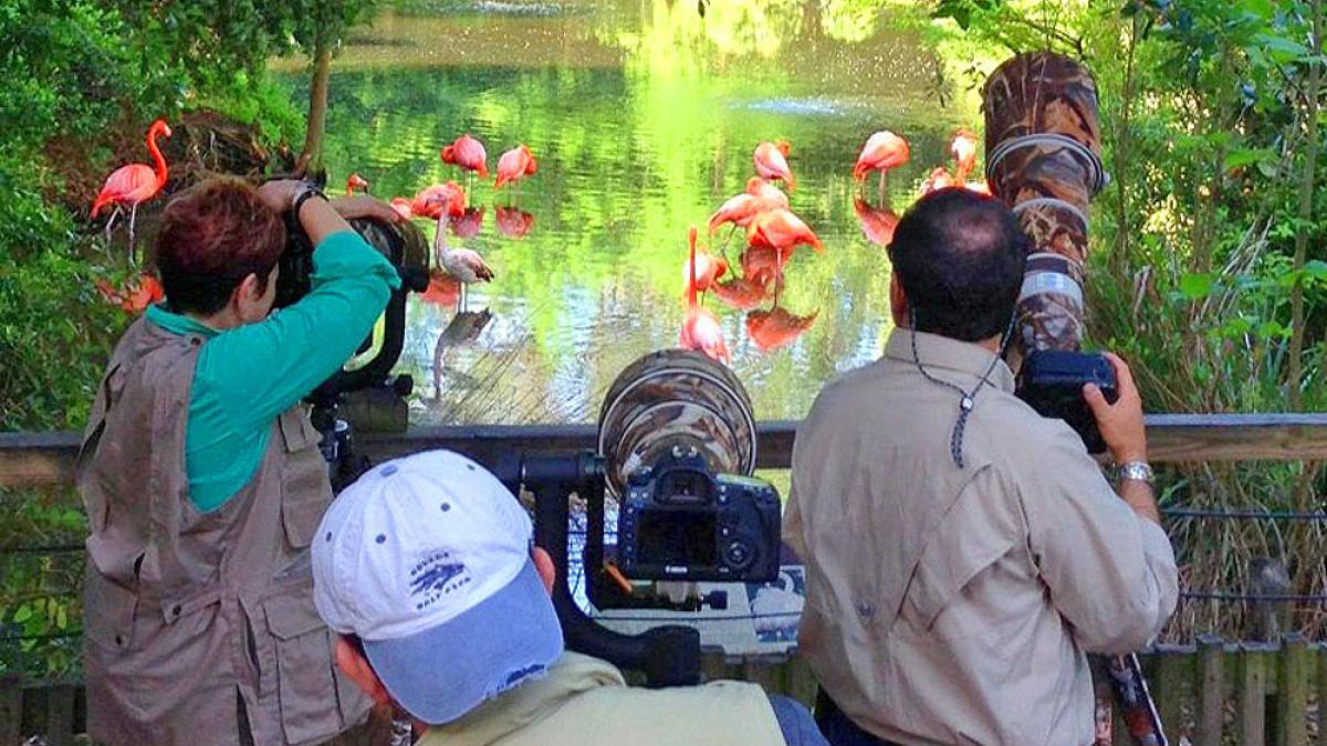 Florida's Birding & Photo Fest 2024 Visit St. Augustine