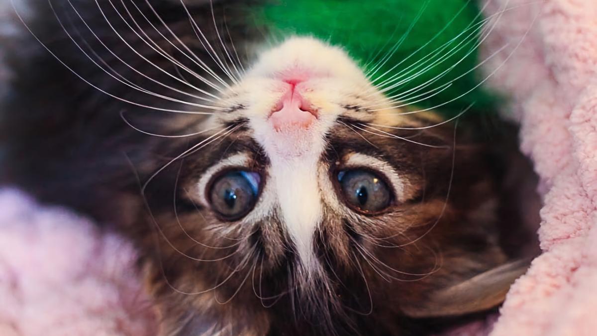 friskycatcafe-kitten-in-pink-