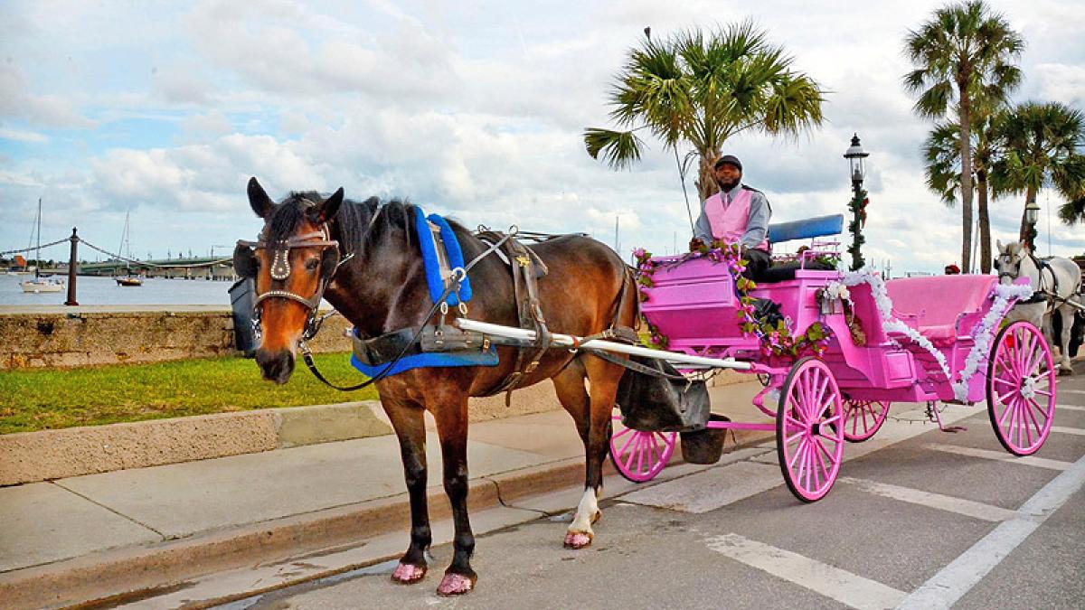 Southern shop carriage tours