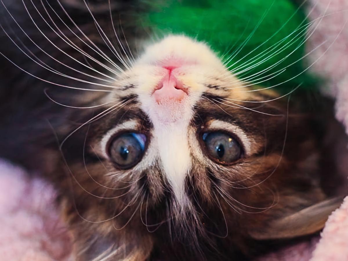 Kitten cafe deals