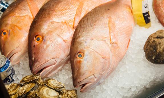 A display of snapper laying on ice