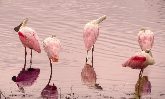 pink birds